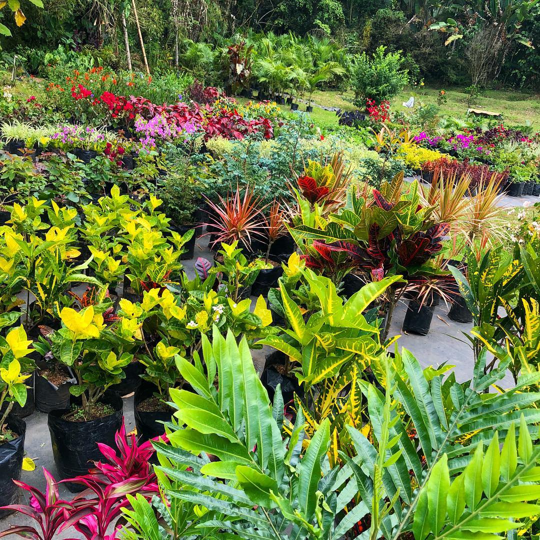 Vivero de Araucana Lodge con plantas ornamentales de colores frente al bosque