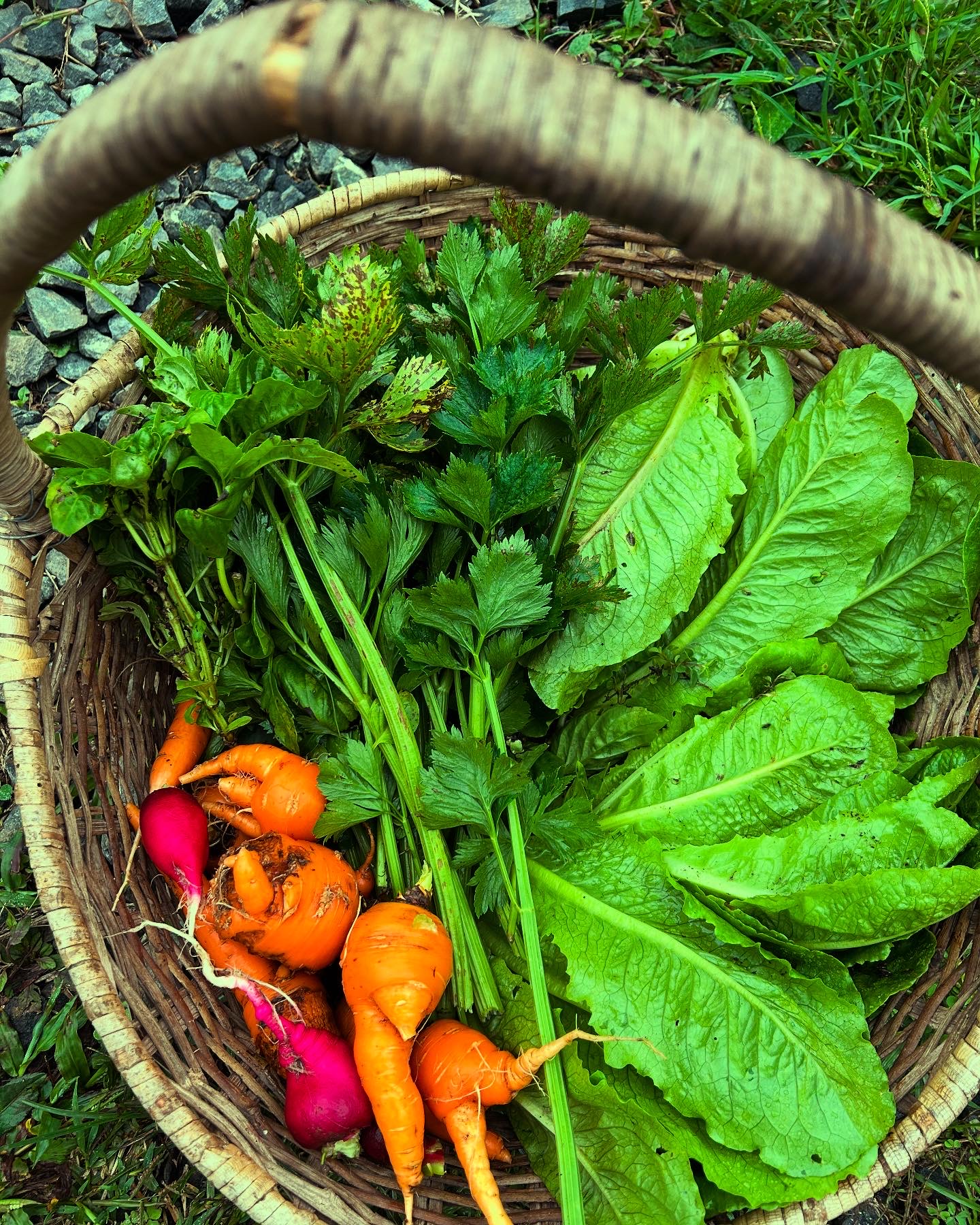 Canasta de la huerta de Araucana con zanahorias, lechugas y verduras recién cosechadas